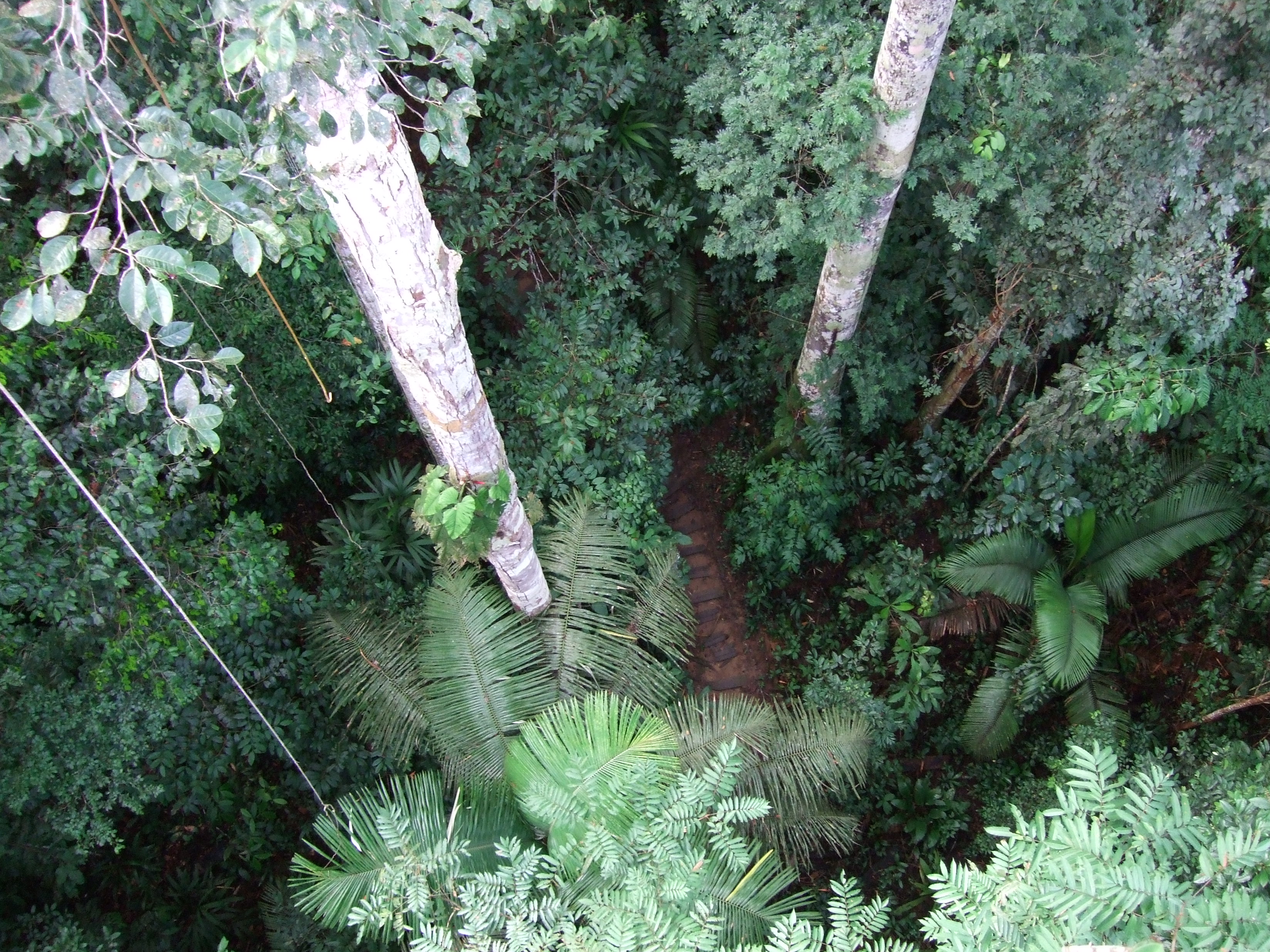 Canopy Down View